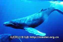 十大长途旅行动物