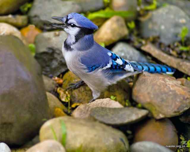 蓝松鸦 Blue Jay