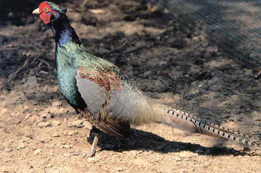 世界各国国鸟图片