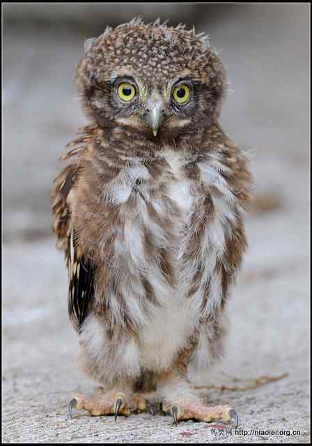 [观鸟]斑头鸺鹠