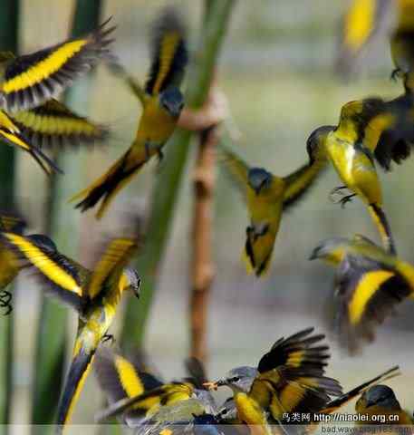 五彩缤纷的山椒鸟