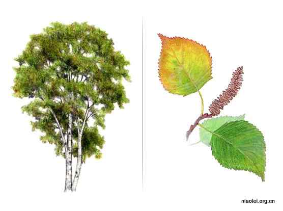 美国50州的州徽、州花、州树、州鸟(下)