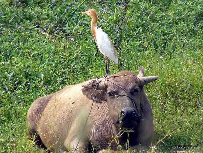 鸟类介绍－牛背鹭