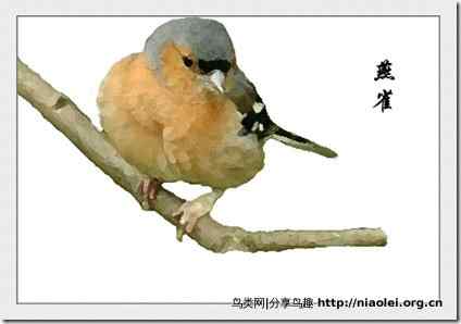 家庭笼养鸟类图鉴之雀科鸟