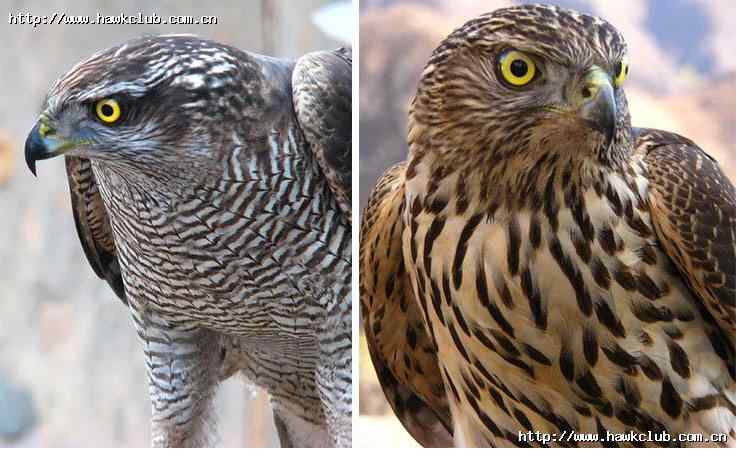容易混淆的猛禽对比图