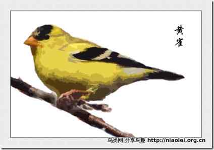 家庭笼养鸟类图鉴之雀科鸟