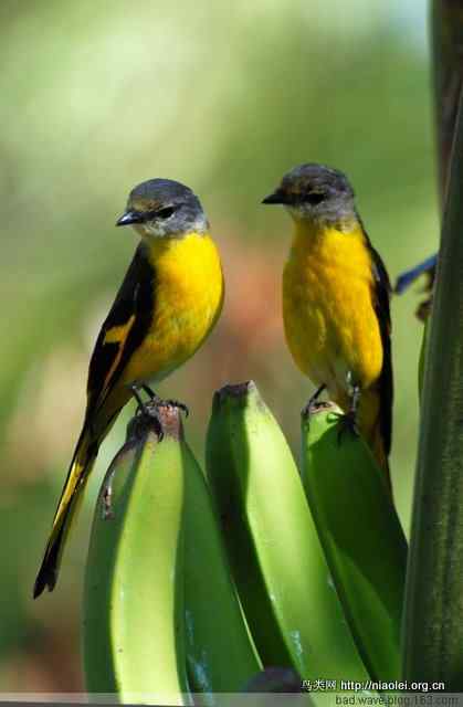 五彩缤纷的山椒鸟