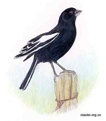 美国50州的州徽、州花、州树、州鸟(上)