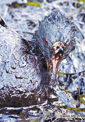 芬兰开发出快速清除海鸟油污的系统