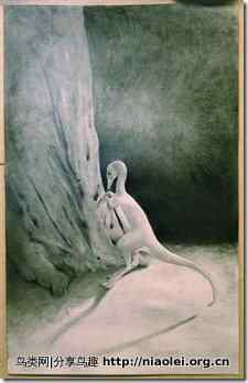 北美最小恐龙化石：小鸡般大