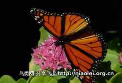 十大长途旅行动物