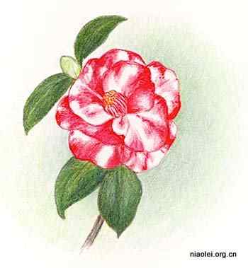 美国50州的州徽、州花、州树、州鸟(上)