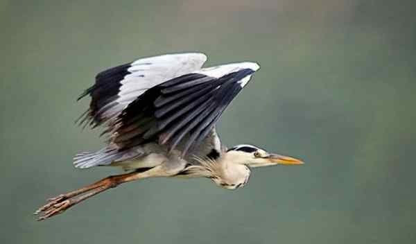 一只苍鹭的故事