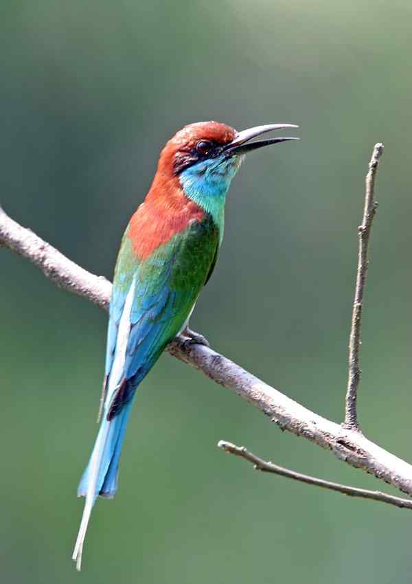 蓝喉蜂虎 福建漳州