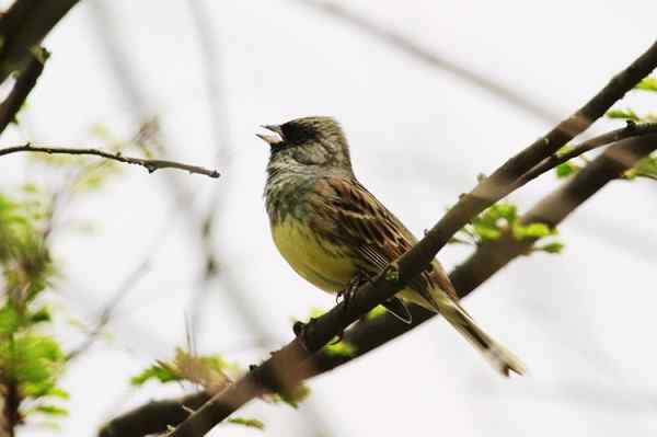 灰头鹀春鸣