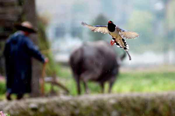 浙江省丽水市 红嘴长尾蓝鹊