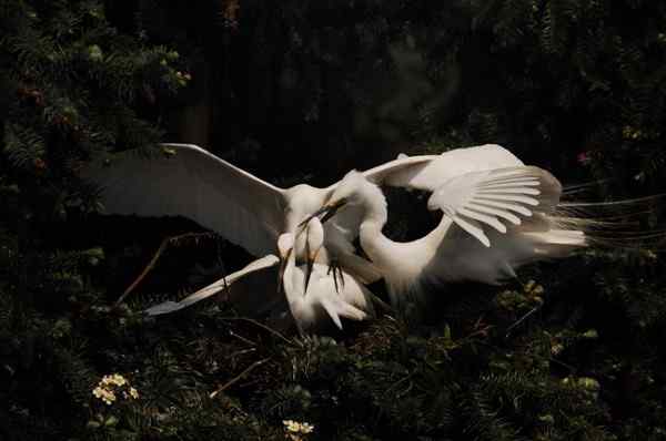 白鹭恋爱 驱逐第三者