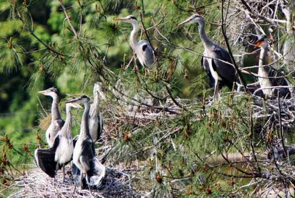 一只苍鹭的故事