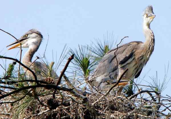 一只苍鹭的故事