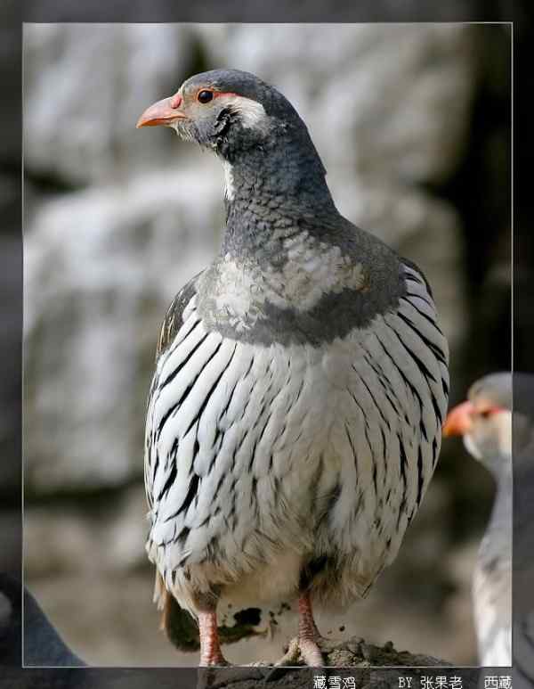 藏雪鸡大叫着掠过蓝天