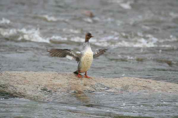 中华秋沙鸭Scaly-sided Merganser
