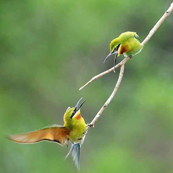 栗喉蜂虎 爱的呼唤