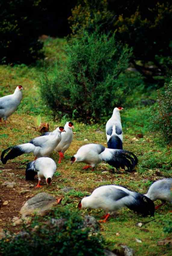白马鸡 White Eared-Pheasant