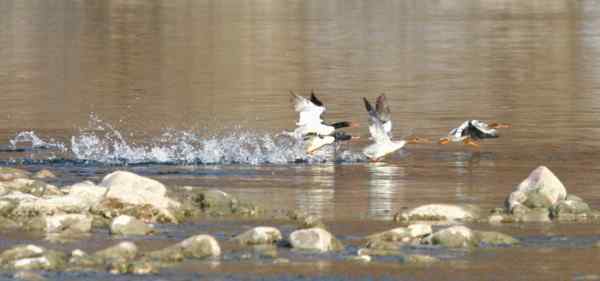 四只起飞中的中华秋沙鸭