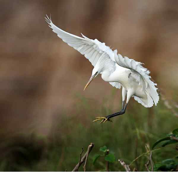 湿地精灵-黄嘴白鹭