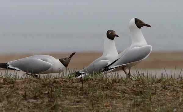 棕头鸥 最后的述求
