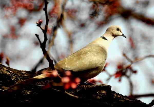 野生珍稀鸟 斑鸠