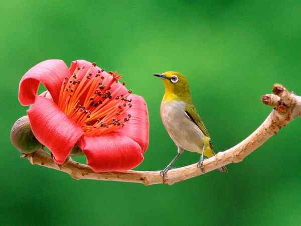 相思红棉 暗绿绣眼鸟