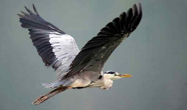 一只苍鹭的故事