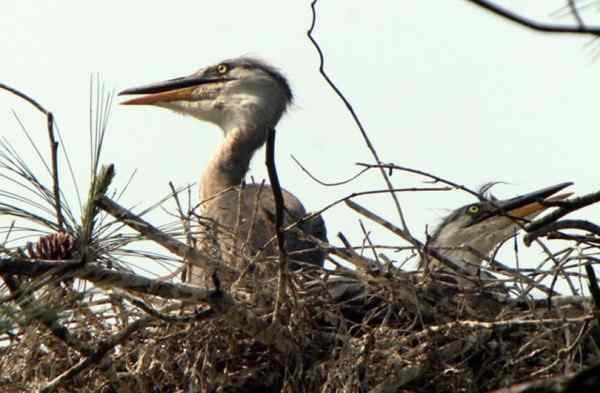 一只苍鹭的故事