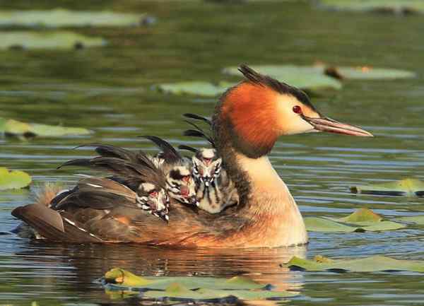 妈妈就像一只船 风头
