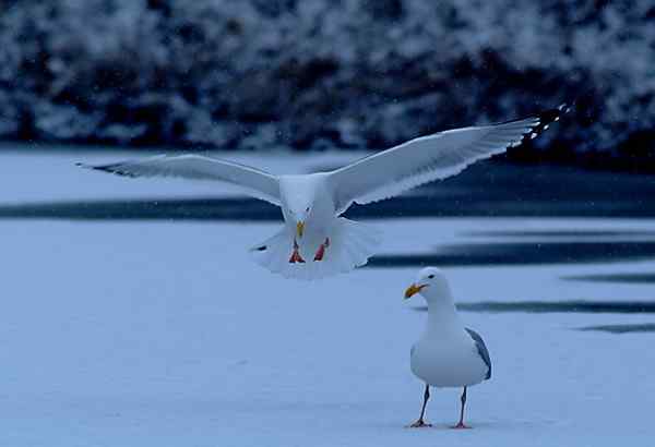 黄脚银鸥 雪中恋曲