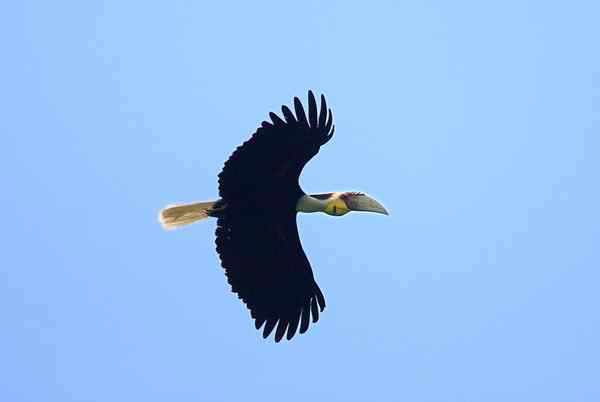 花冠皱盔犀鸟飞翔