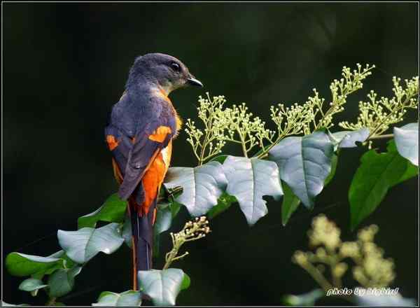 灰喉山椒鸟 等候