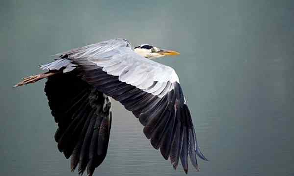 一只苍鹭的故事