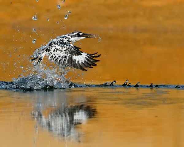 斑魚狗在金黃色的魚塘上