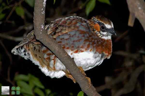 四川山鹧鸪雄鸟的夜栖
