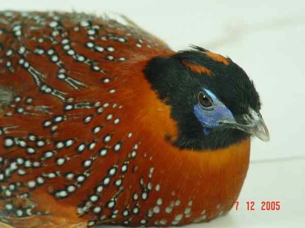 红胸角雉 拍照后到野外放生