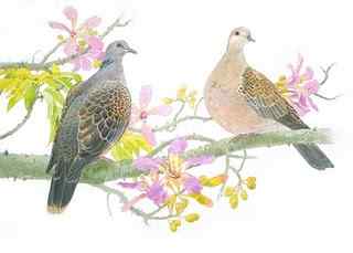 金背鸠——野鸟不再是台湾人盘中的美味