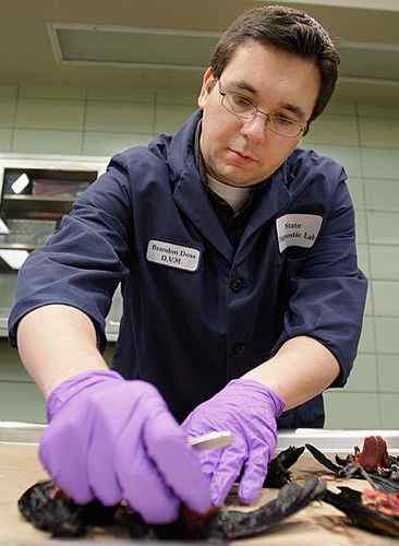 美国阿肯色州2000只红翅黑鹂死鸟从天而降 美国阿肯色州2000只红翅黑鹂死鸟从天而降