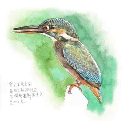 为什么要赏鸟？