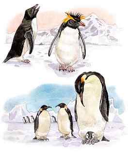 企鹅的生态绘画