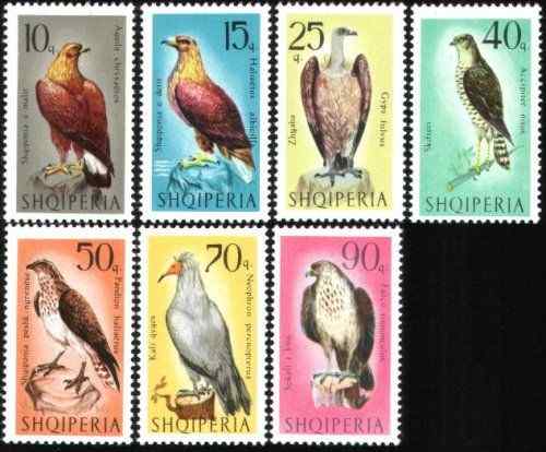 阿尔巴尼亚 猛禽