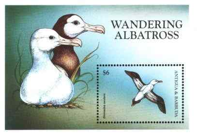 世界海鸟漂泊信天翁