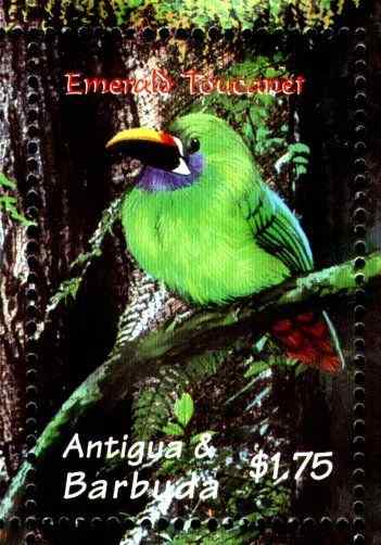 雨林动物绿巨嘴鸟