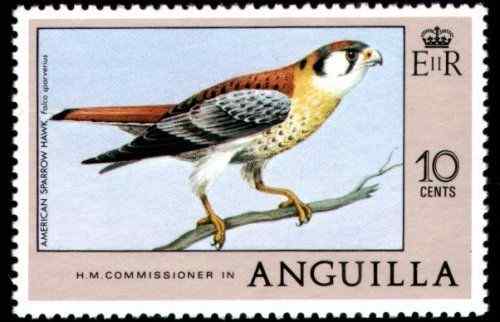普通邮票美洲隼